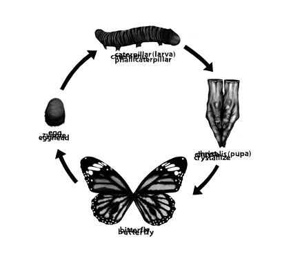 Life Cycle of Bitterfly 